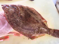 マコガレイ　秋田の地魚　高級寿司