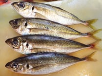 真あじ　高級寿司　仕込