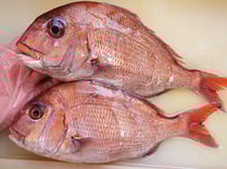 天然真鯛　寿司ネタ　高級寿司