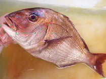 真鯛　高級寿司　仕込