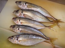 真鯵　男鹿の魚　産地直送地魚