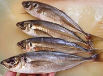 真鯵　寿司ネタ　高級寿司