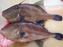 ウマヅラハギ　寿司ネタ　高級寿司