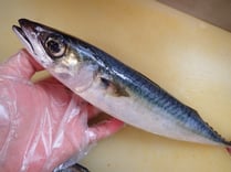 さば　男鹿の魚　産地直送地魚