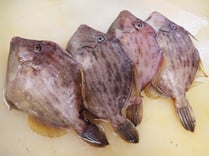 カワハギ　男鹿の魚　産地直送地魚