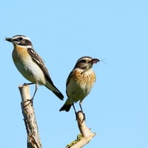 Foto: Heinz Tuschl - LBV-Bildarchiv