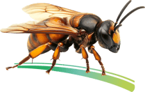 Frelon asiatique