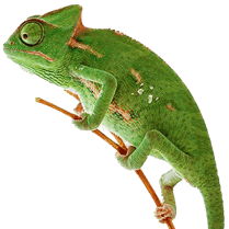 Image animaux detourée transparent sur fond blanc cameleon chamaleon png