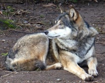 Europäischer Wolf