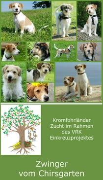 Kromfohrländer Zucht Schweiz Einkreuzprojekt Chirsgarten