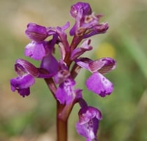 Orchis morio