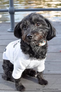 LifeTeria blog ブログ