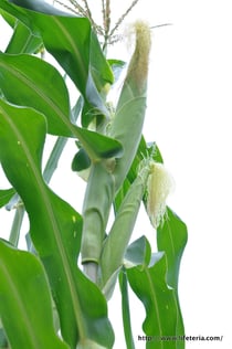 LifeTeria blog ブログ