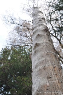 LifeTeria blog ブログ　諏訪大社