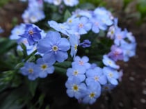Vergißmeinnicht - Spot-Makro, aus ca. 3 cm Entfernung