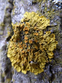 Gelbflechte - Makro, aus ca. 3 cm Entfernung