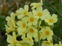 Schlüsselblume - Tele-Makro, aus ca. 3 m Entfernung