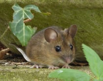 Waldmaus aus ca. 5 m Entfernung, iZoom