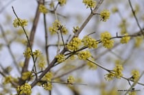 Cornus mas - Kornelkirsche - Tierlibaum - Wildbeeren - Cornouiller mâle - Corniolo maschio - Wildbeere - Wildfrüchte
