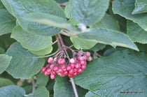 Viburnum lantana - Wolliger Schneeball - Wildsträucher - Heckensträucher - Viorne lantane - Viorne mancienne - Lentaggine - Wildstrauch