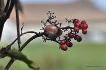 Sambucus racemosa - Roter Holunder - Wildbeeren - Sureau de montagne - Sureau rameux - Sureau à grappes - Sambuo rosso - Wildbeere - Wildfrüchte