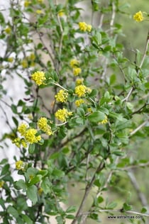 Berberis vulgaris - Gemeine Berberitze - Wildbeeren - Sauerdorn - Epine-vinette - Crespino comune - Wildbeere - Wildfrüchte