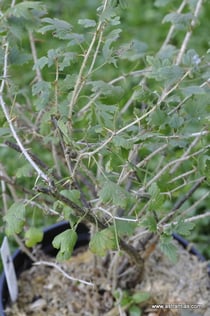 Ribes uva-crispa - Wilde Stachelbeere - Wildbeeren - Groseillier épineux - Ribes uva spina - Wildbeere - Wildfrüchte