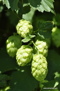 Humulus lupulus - Hopfen - Wildsträucher - Heckensträucher - Houblon grimpant - Luppolo comune - Wildstrauch