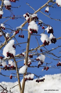 Crataegus laevigata - Zweigriffliger Weissdorn - Wildbeeren - Aubépine épineuse - Epine blanche - Biancospino selvatico - Wildbeere - Wildfrüchte