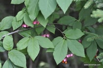 Euonymus europaea - Gemeines Pfaffenhütchen - Wildsträucher - Heckensträucher - Fusain d'Europe - Bonnet de prêtre - Bois-carré - Berretto da prete - Corallini