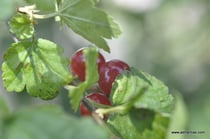 Ribes alpinum - Alpen-Johannisbeere - Wildbeeren - Groseillier des Alpes - Ribes alpino - Wildbeere - Wildfrüchte