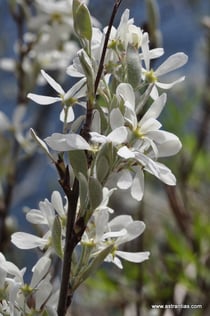 Amelanchier ovalis - Felsenmispel - Wildbeeren - Néflier des rochers - Pero corvino - Wildbeere - Wildfrüchte