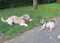 Paco mit Mopsdame einer Hundefreundin