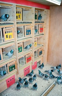 Die Reiseschläge sind mit modernen Hermes-Zellen mit Kotbändern ausgestattet