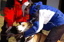 Alaskan Husky wird eingespannt