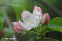 Apfelblüte