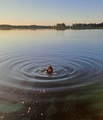 Girl swimming in a lake surrounded by forest at sunrise in Latgale, Latvia