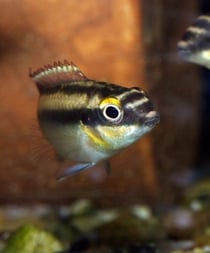 Pelvicachromis pulcher, © georg gläser