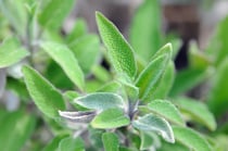 Salbei (Salvia) wird auch «Mutter aller Kräuter» oder «Königin unter den Heilpflanzen» genannt. Salbei ist eine der vielseitigsten Heilpflanzen. Alle Pflanzenteile von der Blüte bis zur Wurzel werden verarbeitet.