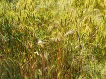 Schaut es von der Natur ab: mit Leichtigkeit zum Horizont -immer der Sonne entgegen- und wenn Ihr neugierig geworden seid, dann geht einfach mal mit und meldet Euch bei mir. Für Herbst werde ich Termine einstellen