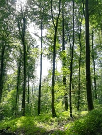 Sich wie die Bäume mithilfe der Schwerkraft aufrichten und den Kronenpunkt zum Himmel tragen