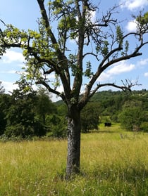 Die Natur ins Training einbeziehen und am Stamm in die Länge wachsen