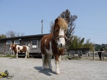 私のことも映しなさいよっ