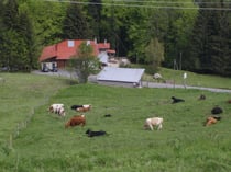 Grazing landscape