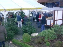 Die Tannenbäume der Familie Popp aus Iselersheim fanden viele Käufer