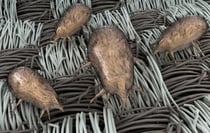 Dust mite feces