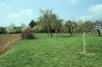 Vereinsgrundstück mit Nachpflanzung