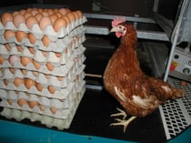 Jährliche Legeleistung einer Legehenne