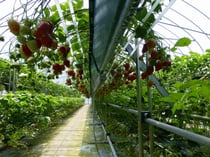 皆口農園のイチゴ摘み取り