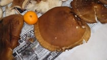 大きな大きな椎茸